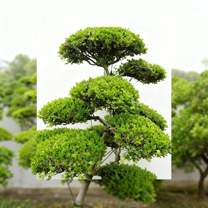 黄杨-暮云重
