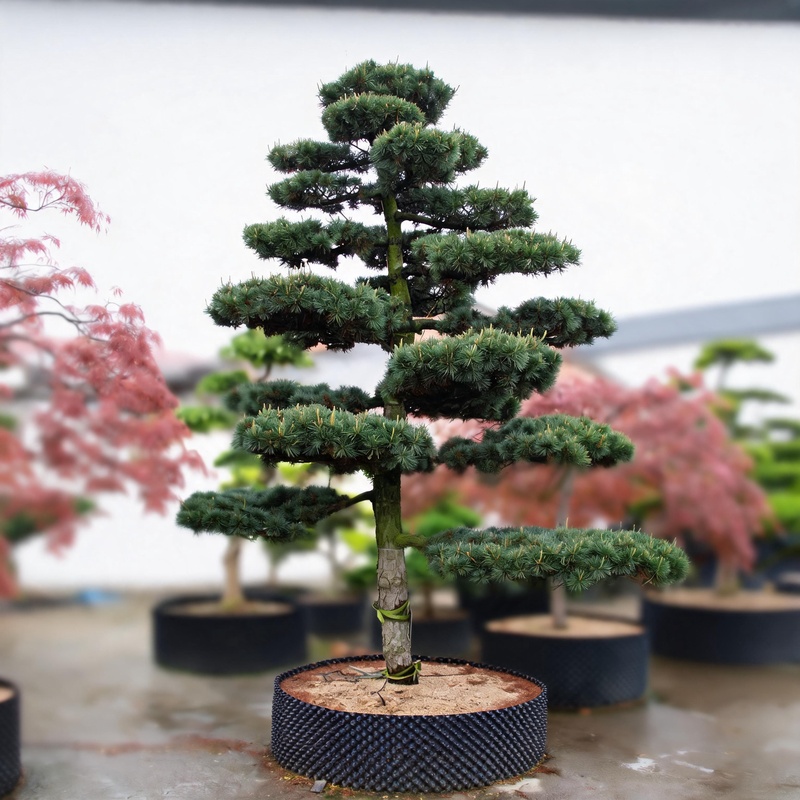 松树-才高八斗